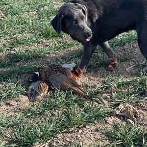 Meet your Posher, Kyle